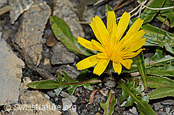 Berg-Milchkraut (Leontodon montanus) (C208947)