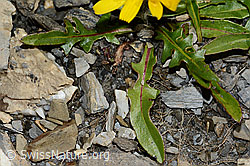 Berg-Milchkraut (Leontodon montanus) (C208948)
