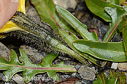 Berg-Milchkraut (Leontodon montanus) (C208950)