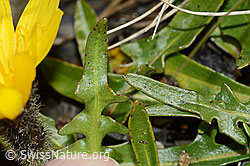 Berg-Milchkraut (Leontodon montanus) (C208951)
