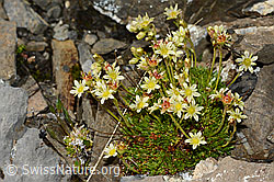Moschus-Steinbrech (Saxifraga exarata ssp. moschata) (C208977)