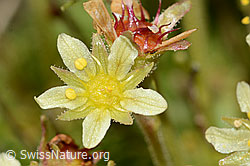 C208978: Moschus-Steinbrech (Saxifraga exarata ssp. moschata)