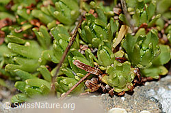 Moschus-Steinbrech (Saxifraga exarata ssp. moschata) (C208979)