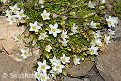 C208981: Bewimpertes Sandkraut (Arenaria ciliata)