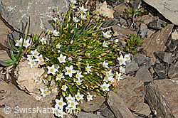 C208982: Bewimpertes Sandkraut (Arenaria ciliata)