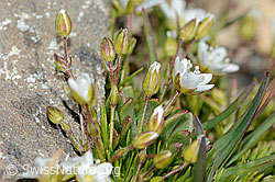 C208996: Bewimpertes Sandkraut (Arenaria ciliata)