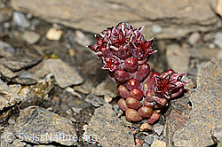 Sedum atratum (C209011)