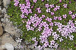 Kalk-Polsternelke (Silene acaulis) (C209019)
