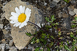 Leucanthemopsis alpina (09.2021, C209021)