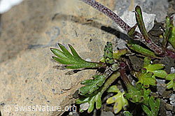 Gewöhnliche Alpenmargerite (Leucanthemopsis alpina) (C209023)