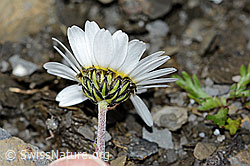 Leucanthemopsis alpina (09.2021, C209026)