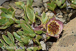 Gletscher-Hahnenfuss (Ranunculus glacialis) (C209029)