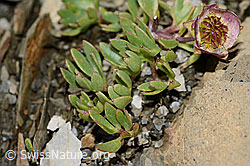 Gletscher-Hahnenfuss (Ranunculus glacialis) (C209030)