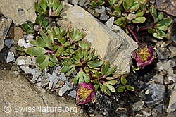 Gletscher-Hahnenfuss (Ranunculus glacialis) (C209031)