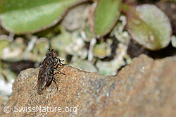 Scatella tenuicosta (Ephydridae) (C209050) Scatella tenuicosta (Ephydridae) (C209050)
