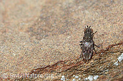 Scatella tenuicosta (Ephydridae) (C209052) Scatella tenuicosta (Ephydridae) (C209052)