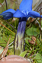 Gentiana verna (C209056)