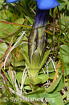 Gentiana verna (09.2021, C209057)