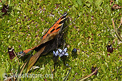 Kleiner Fuchs (Aglais urticae) auf Zartem Enzian (Gentiana tenella) (C209063)