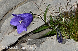 Campanula cochleariifolia (09.2021, C209070)