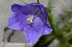Campanula cochleariifolia (09.2021, C209071)