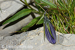 C209072: Niedliche Glockenblume (Campanula cochleariifolia)