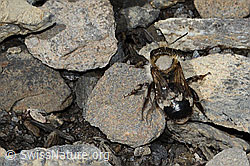 Osmia inermis (09.2021, C209093)
