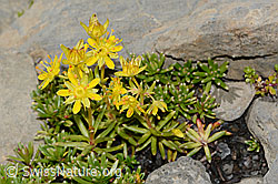 Saxifraga aizoides (C209095)