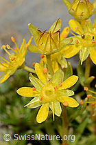 Saxifraga aizoides (C209096)