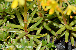 Saxifraga aizoides (C209098)
