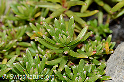 Saxifraga aizoides (C209099)