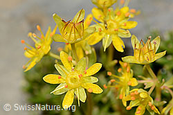 Saxifraga aizoides (09.2021, C209100)