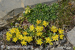 Saxifraga aizoides (09.2021, C209101)