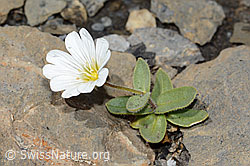 C209102: Breitblättriges Hornkraut (Cerastium latifolium)