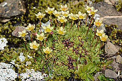 C209113: Moschus-Steinbrech (Saxifraga exarata ssp. moschata)