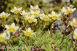 Moschus-Steinbrech (Saxifraga exarata ssp. moschata) (C209114)