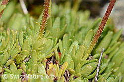 C209115: Moschus-Steinbrech (Saxifraga exarata ssp. moschata)