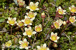 C209117: Moschus-Steinbrech (Saxifraga exarata ssp. moschata)