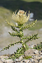 Cirsium spinosissimum (09.2021, C209125)