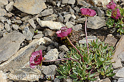 Gletscher-Hahnenfuss (Ranunculus glacialis) (C209126)
