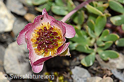 Gletscher-Hahnenfuss (Ranunculus glacialis) (C209127)