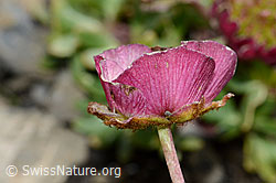 Gletscher-Hahnenfuss (Ranunculus glacialis) (C209128)