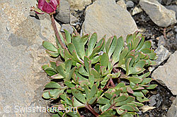 Gletscher-Hahnenfuss (Ranunculus glacialis) (C209129)