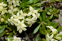 C209133: Schweizer Labkraut (Galium megalospermum)