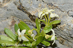 C209134: Schweizer Labkraut (Galium megalospermum)