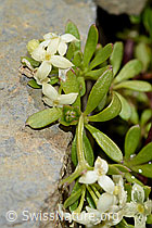 C209135: Schweizer Labkraut (Galium megalospermum)