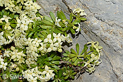 C209136: Schweizer Labkraut (Galium megalospermum)