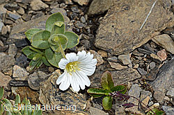 C209146: Breitblättriges Hornkraut (Cerastium latifolium)