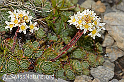 Trauben-Steinbrech (Saxifraga paniculata) (C209185)
