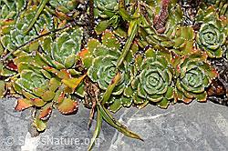 Trauben-Steinbrech (Saxifraga paniculata) (C209186)